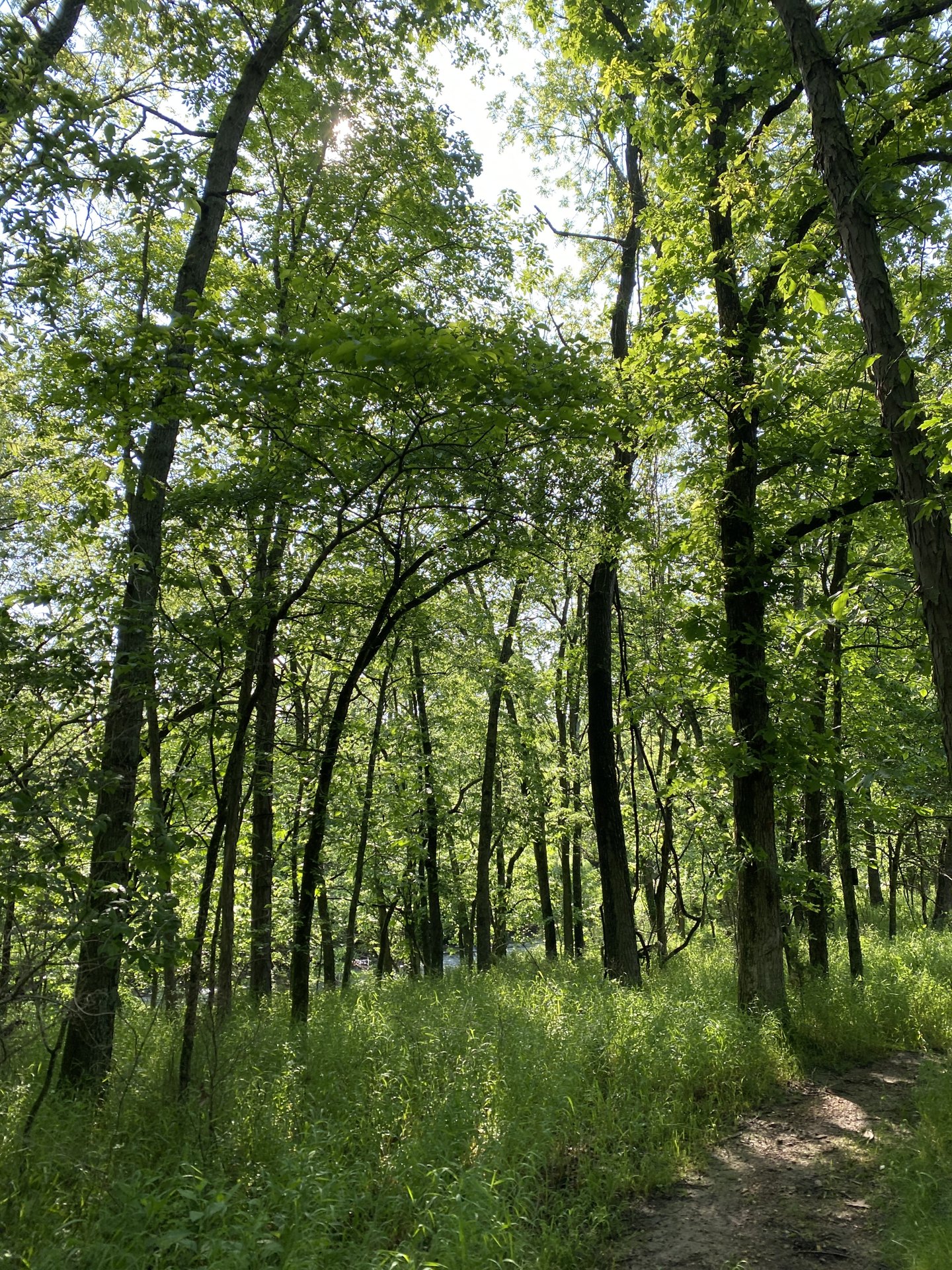 Deep green Ozarks woods — tall trees and a faint trail into the trees